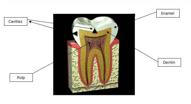 Tooth Anatomy