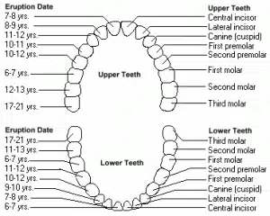 Tooth Eruption Chart