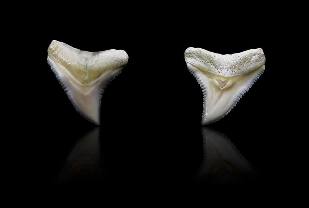 Why sharks never get cavities — fluorapatite and tooth replacement facts.