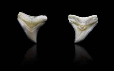 Sharks Never Get Cavities