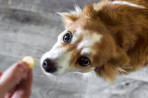 safe pet supplements for dogs