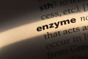 enzyme word in a dictionary. enzyme concept