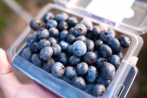Close up of fresh ripen organic blueberry in a box for sale under morning light. Rich in Nutrients. Good source of vitamin, antioxidants and anti-inflammatory. Healthy eating and eat well concept.