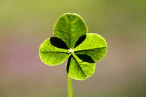 four leaf clover representing luck in diet and oral health