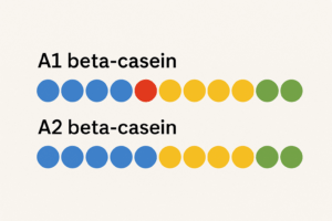 Diagram comparing A1 and A2 beta-casein proteins. Both sequences look nearly identical, but A1 has a single amino acid difference (highlighted in red) that is replaced by another amino acid in A2 (highlighted in yellow). This small variation may explain why some people digest A2 milk more comfortably.