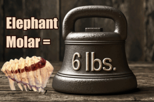 Elephants replace their teeth six times — molar compared to 6-pound dumbbell