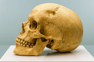 sex determination from teeth in archaeological remains