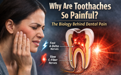 Why Are Toothaches So Painful? 3 Biological Reasons Explained